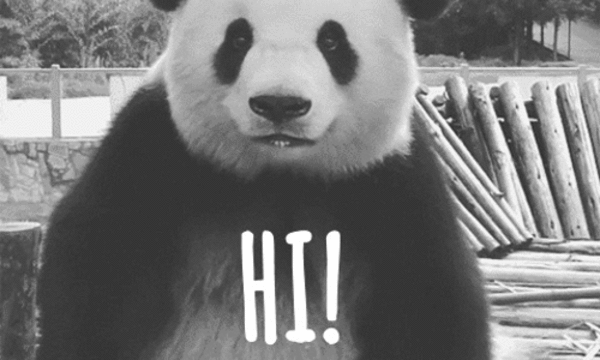 Hi Panda Hallo Name begrüssen Kollege